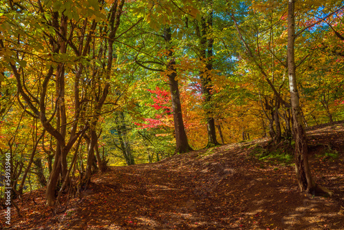 Fototapeta Naklejka Na Ścianę i Meble -  Colorful autumn deciduous forest scenery