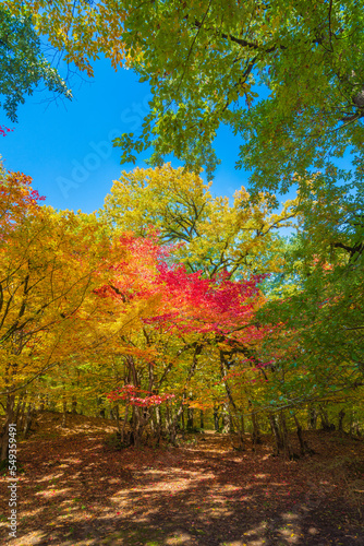 Fototapeta Naklejka Na Ścianę i Meble -  Colorful autumn deciduous forest scenery