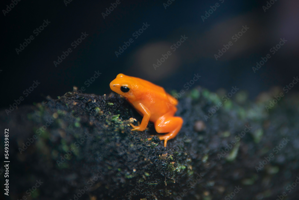 Fototapeta premium 上野動物園 キンイロアデガエル