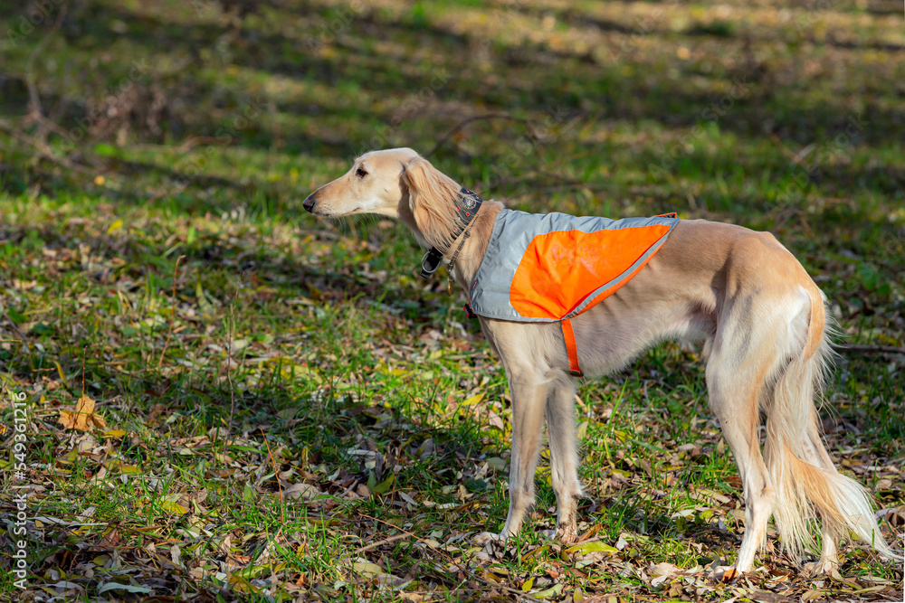 Portrait of a gorgeous Russian greyhound dog standing in the park