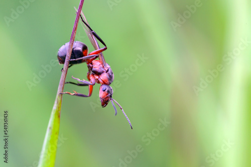 The ant in the macro scale on a green background. Beautiful Strong jaws of red ant close-up.