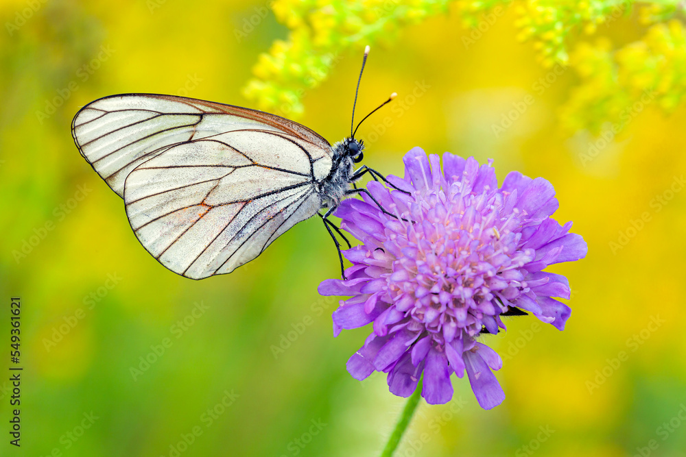 A white butterfly with black veins (Aporia crataegi) sitting on a white flower on a natural green background A white butterfly with black veins (Aporia crataegi) sitting on a white flower on a natural green background