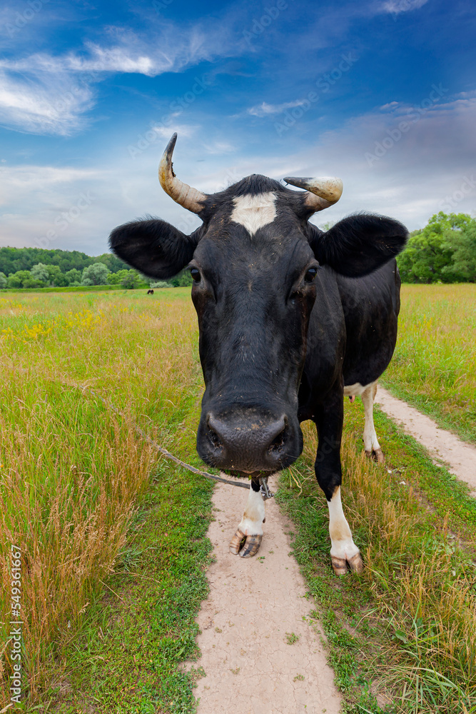 Black and white cow grazes on an agricultural meadow Black and white cow grazes on an agricultural meadow