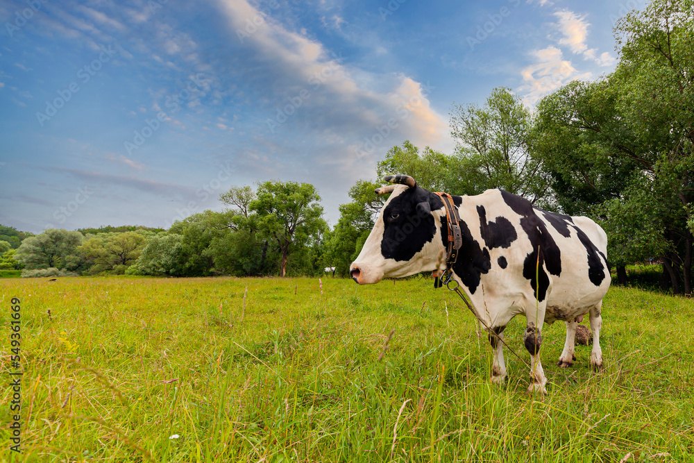 Black and white cow grazes on an agricultural meadow Black and white cow grazes on an agricultural meadow