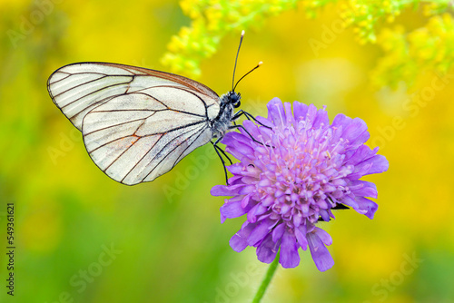 A white butterfly with black veins (Aporia crataegi) sitting on a white flower on a natural green background