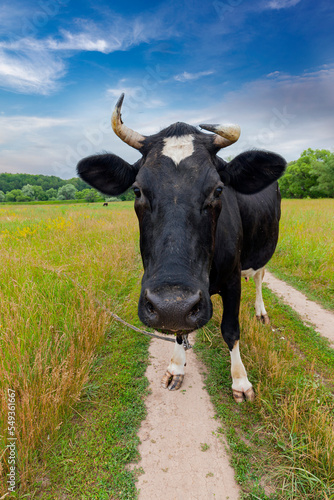Fototapeta Naklejka Na Ścianę i Meble -  Black and white cow grazes on an agricultural meadow