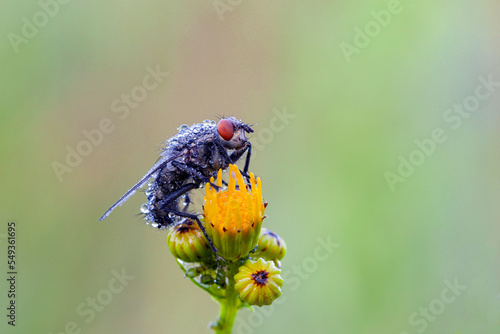 Tableau sur toile Housefly, blowfly or blowfly Sarcophagidae Parasite Insect pest on plant bud