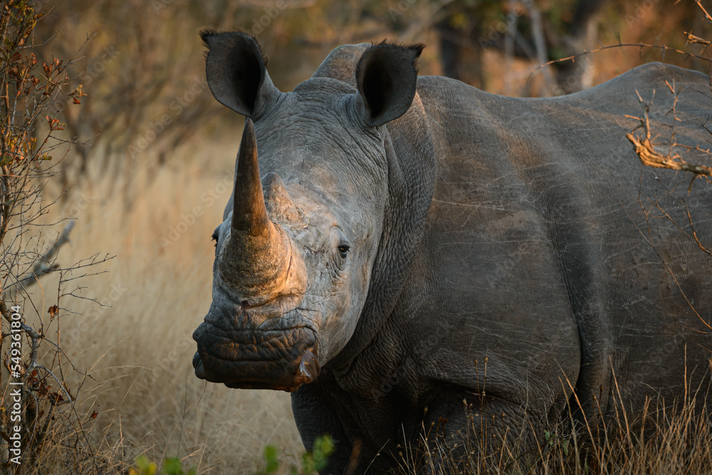 White rhinoceros or square-lipped rhinoceros or rhino (Ceratotherium simum). Kruger National Park. Mpumalanga. South Africa. White rhinoceros or square-lipped rhinoceros or rhino (Ceratotherium simum). Kruger National Park. Mpumalanga. South Africa.