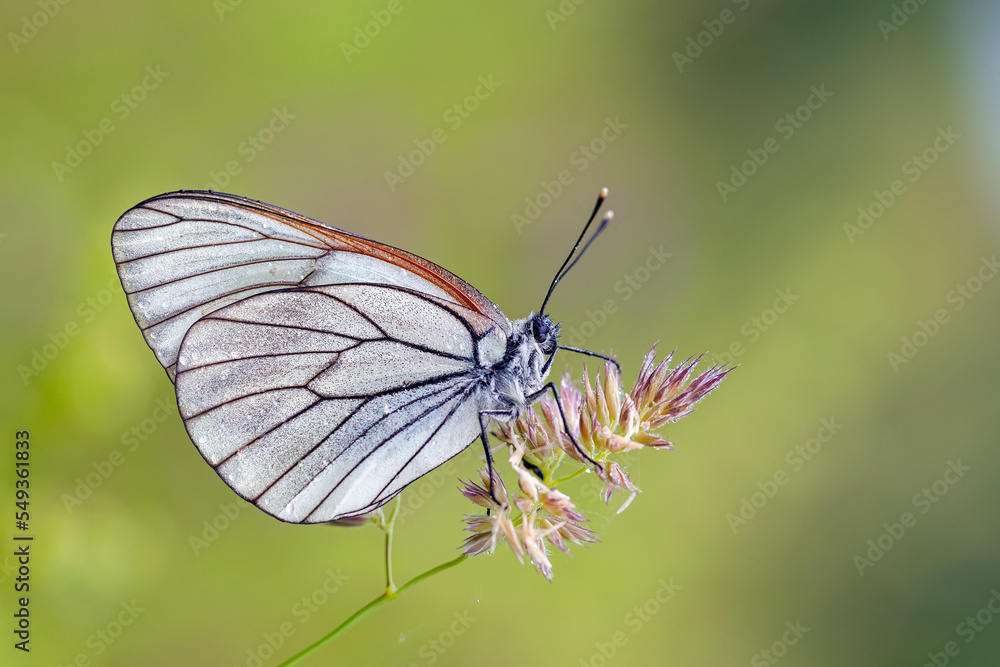A white butterfly with black veins (Aporia crataegi) sitting on a blade of grass on a natural green background A white butterfly with black veins (Aporia crataegi) sitting on a blade of grass on a natural green background