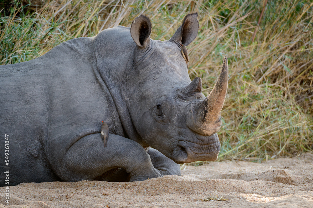 Obraz premium White rhinoceros or square-lipped rhinoceros or rhino (Ceratotherium simum) and red-billed oxpecker (Buphagus erythrorhynchus). Kruger National Park. Mpumalanga. South Africa.
