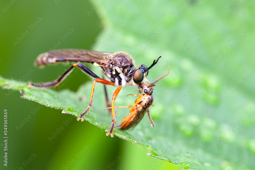 Close-up of a robber fly (Asilidae) or killer fly, with prey Close-up of a robber fly (Asilidae) or killer fly, with prey