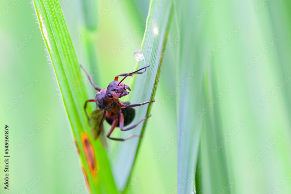 Fototapeta premium The ant in the macro scale on a green background. Beautiful Strong jaws of red ant close-up.