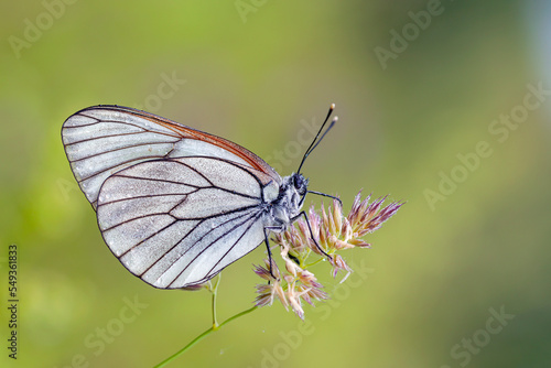 A white butterfly with black veins (Aporia crataegi) sitting on a blade of grass on a natural green background