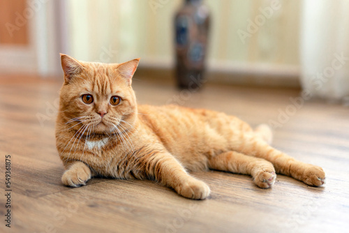 Fototapeta Naklejka Na Ścianę i Meble -  Ginger British cat close-up. Resting in the country.