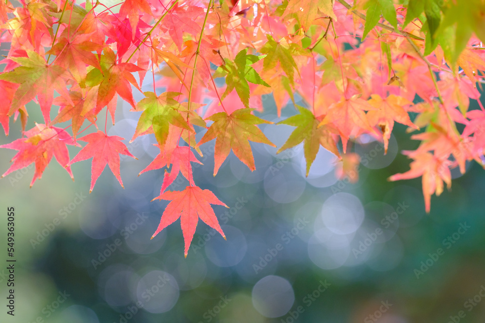 秋の深まりとともに紅葉が真っ盛り。背景をぼかし赤く染まる葉を浮き上がらせる。 秋の深まりとともに紅葉が真っ盛り。背景をぼかし赤く染まる葉を浮き上がらせる。