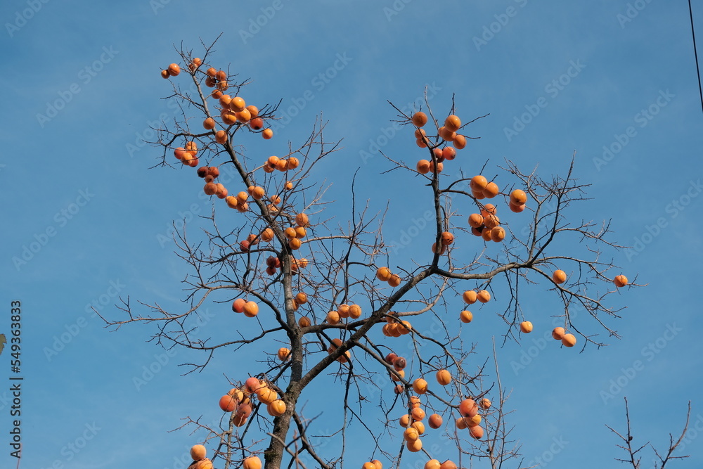 Persimmon tree. Persimmon fruits on bare branches. Persimmon tree with ripe orange fruits against the blue sky Persimmon tree. Persimmon fruits on bare branches. Persimmon tree with ripe orange fruits against the blue sky
