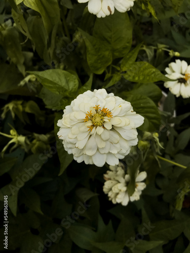 White Zinnia Angustifolia  the narrow-leaf zinnia blooming in the garden.