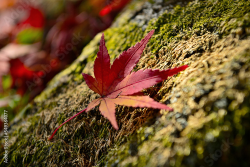 定光寺の紅葉 photo