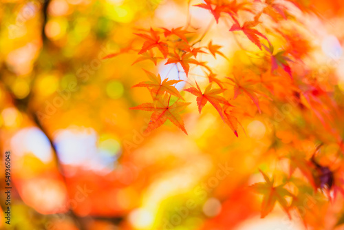 Autumn Foliage at Tofukuji Temple Located in Kyoto  Japan.
