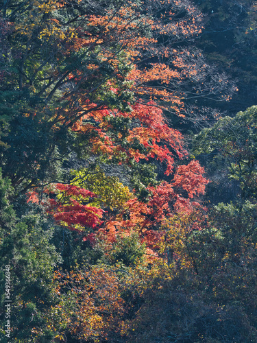 亀山湖の紅葉