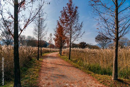 Road in late autumn park, Paldang, Gyeonggido, Korea