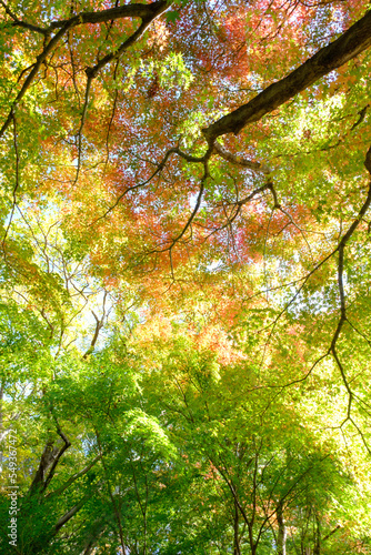 紅葉真っ盛りの森。神戸市東灘区の山手保久良山で撮影。赤と緑、オレンジ・黄色のグラデーションが美しい。 © 宮岸孝守