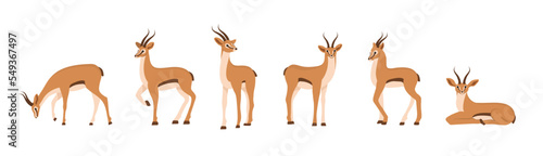 Stylized african antelope. Set of gazelles with horns on white background. Mammal animal. Vector illustration in flat cartoon style.