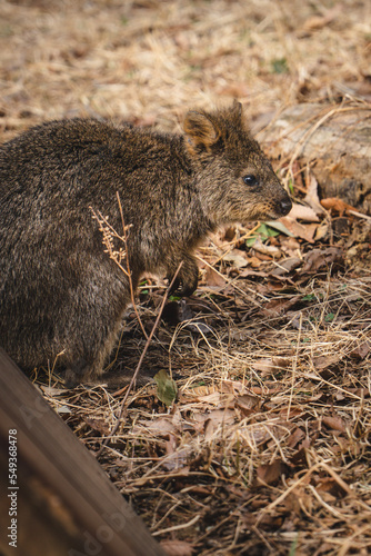 prairie dog eating © YUKI TAKANAMI