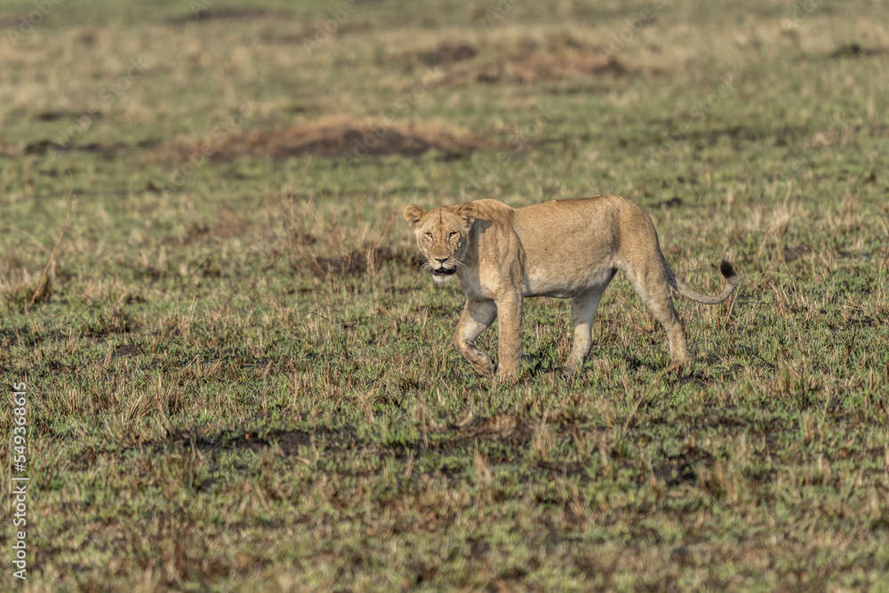 Big lion lying on savannah grass. Landscape with characteristic trees on the plain and hills in the background Big lion lying on savannah grass. Landscape with characteristic trees on the plain and hills in the background
