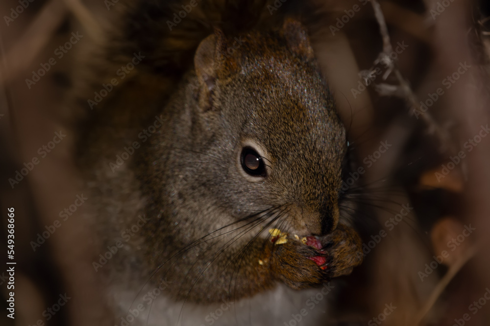 Portrait of a squirrel eating rosehips on a prickly bush at night. Portrait of a squirrel eating rosehips on a prickly bush at night.