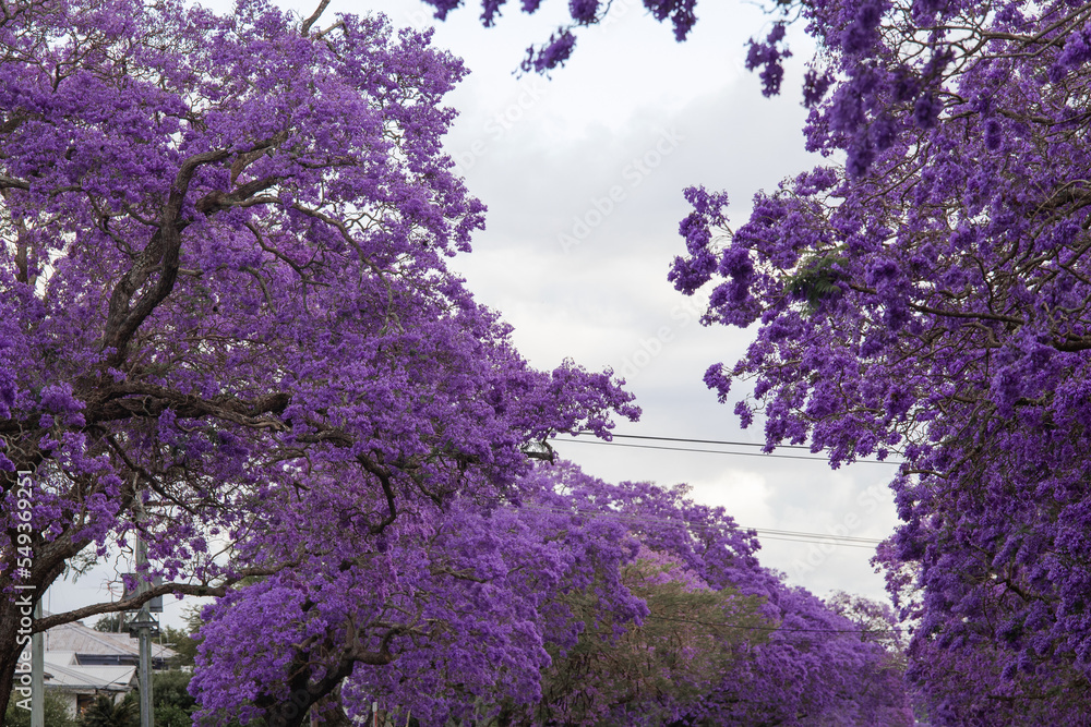 Blooming purple jacaranda with overcast sky. Blooming purple jacaranda with overcast sky.