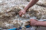 Skirting of merino fleece