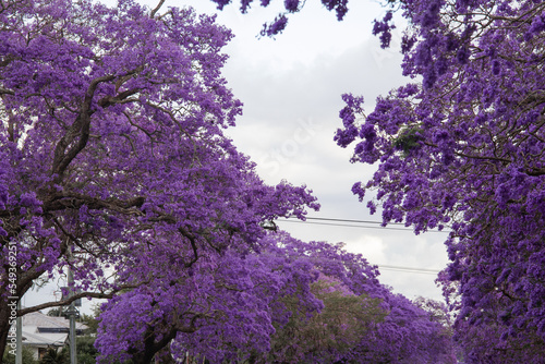 Blooming purple jacaranda with overcast sky.