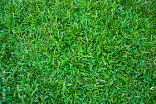 Natural Green Grass texture background wallpaper