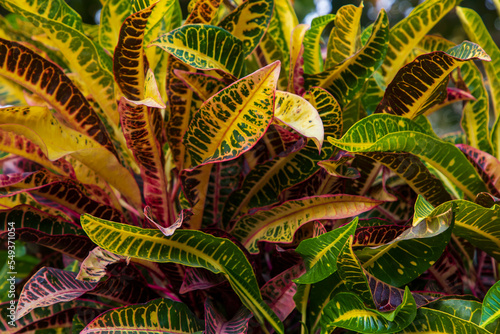 Natural Colorful Croton Leaves  may be used as a texture background wallpaper