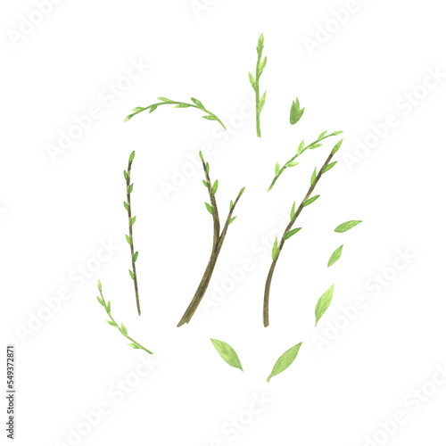 Green willow branch with leaves watercolor isolated on white background. Hand drawn Easter illustration. Art for design