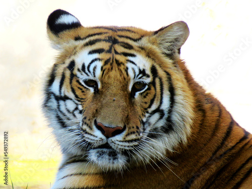 Portrait of a royal Bengal tiger  tiger frond view.