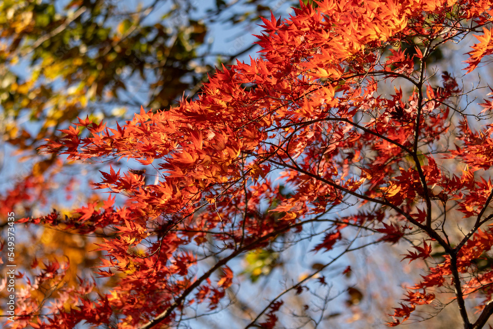 赤く色づいた秋の樹々
