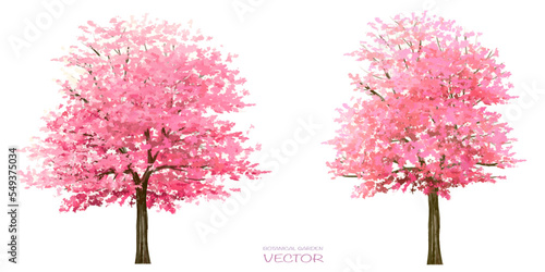Vector watercolor blooming flower,Sakura tree or forest side view isolated on white background for landscape and architecture drawing,elements for environment and garden,botanical in spring