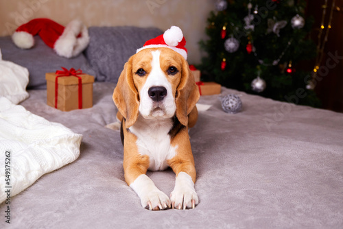 A beagle dog in a Christmas hat is lying on the bed. The house is decorated with a Christmas tree, toys, gift boxes. © Viktoriya