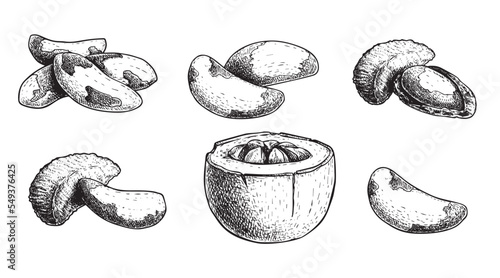 Brazil nuts set. Hand drawn sketch style nuts collection. Organic healthy food. Best for packaging design. Engraved style. Isolated on white background.