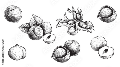 Hazelnuts set. Hand drawn sketch style forest nuts collection. Organic healthy food. Best for packaging design. Engraved style. Isolated on white background.