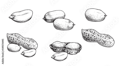 Peanuts set. Hand drawn sketch style ground nuts collection. Organic healthy food. Best for packaging design. Engraved style. Isolated on white background.
