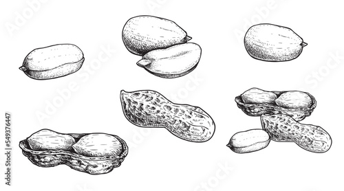 Peanuts set. Hand drawn sketch style ground nuts collection. Organic healthy food. Best for packaging design. Engraved style. Isolated on white background.