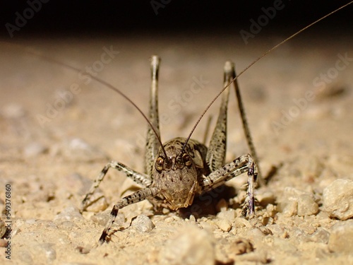 grasshopper on the sand