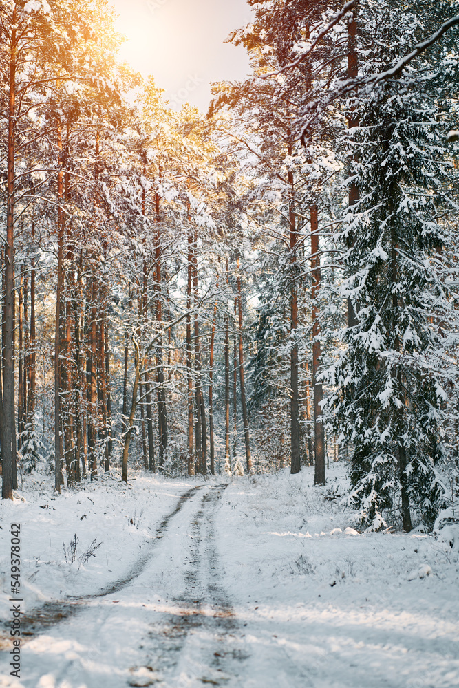 Fototapeta premium Winter road in the forest.