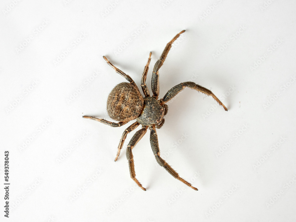 Toad Crab Spider on a white background. Bassaniodes bufo Toad Crab Spider on a white background. Bassaniodes bufo