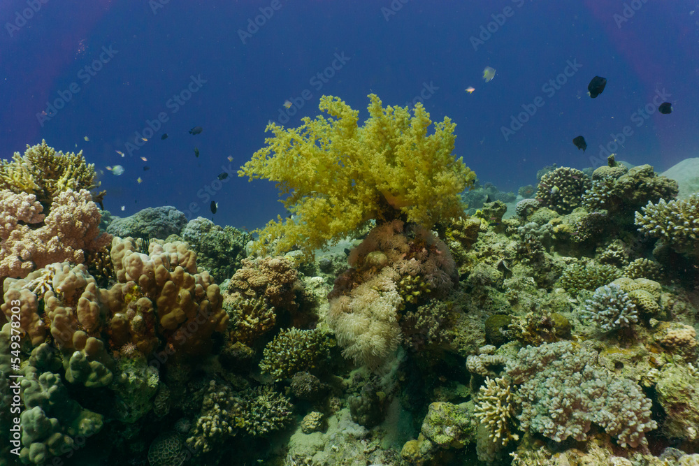 Naklejka premium Red sea coral reef in Aqaba, Jordan.