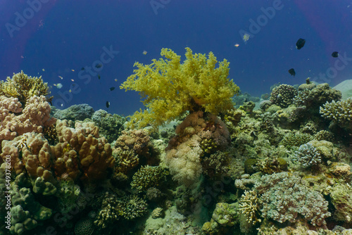 Red sea coral reef in Aqaba, Jordan.