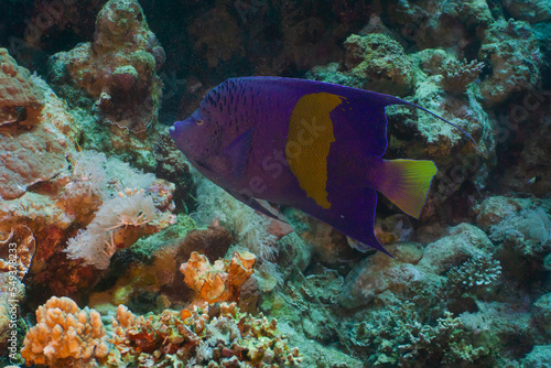 Red sea coral reef in Aqaba, Jordan. Yellowbar angelfish. 
